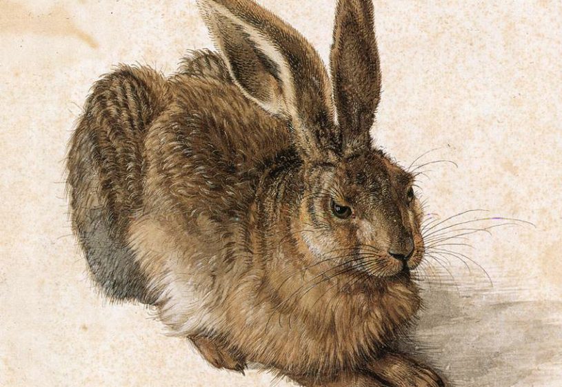 Durer_Young_Hare